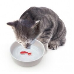 Suck Uk Goldfish Pet Bowl – Skål